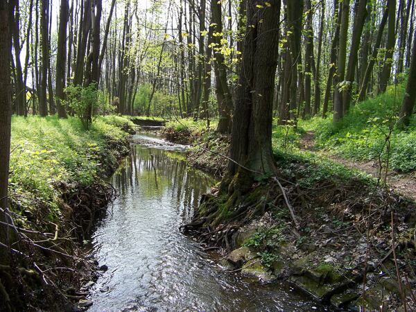 Přírodní park Rokytka, pohled na stezku, podél které se vine řeka a kolem ní jsou stromy a bohatě zelená tráva.